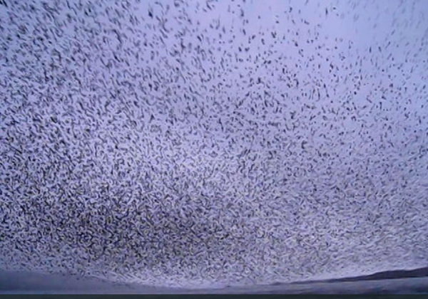 daiad fine books: murmuration